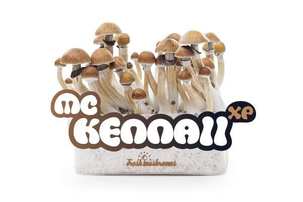 100 Mycelium McKennai Mushroom Growkit 1200cc Avalon Magic Plants